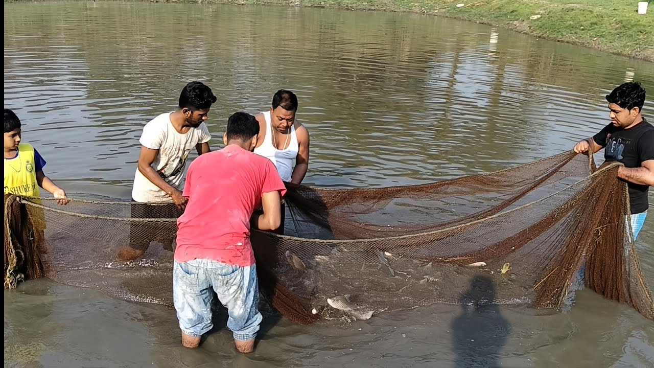 পুকুরে জাল দিয়ে মাছ ধরা#গ্রামের পুকুরে মাছ ধরা #মাছ ধরা ভিডিও.. 