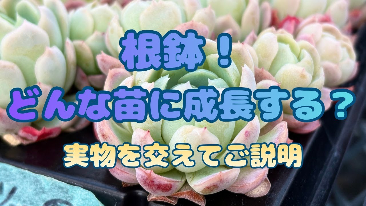 【多肉植物】根鉢！どんな効果？どんな苗になる？ 栃木の多肉生産者 マジッククラウン
