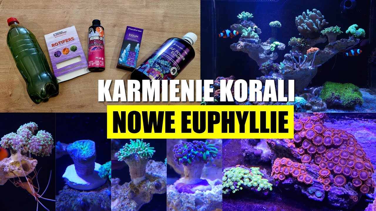 Czym karmie korale? Nowa dostawa zwierzaków :D