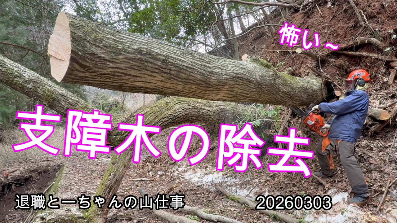 怖い～ 崩落法面の支障木除去　要注意の作業です。