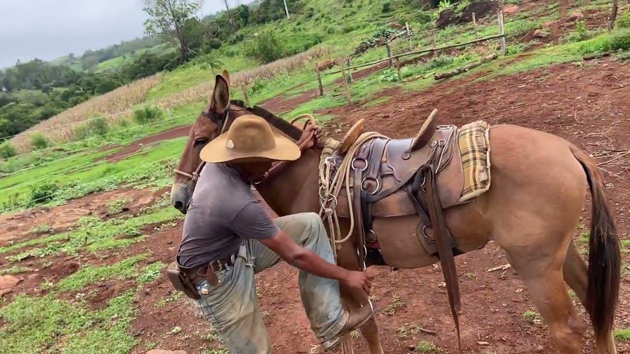 “Hoje foi um dia de muito Trabalho com a nossa Tropa de Burros”