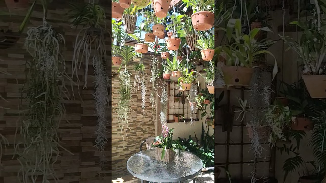 #orquid&aacute;rio #cultivodeorquideas #orqu&iacute;deasemcasa #orquideas