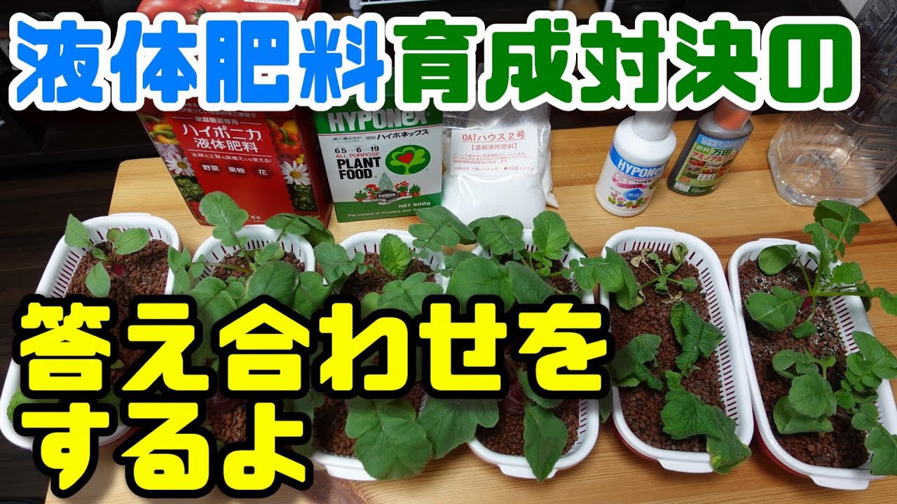 【水耕栽培大学】液体肥料育成比較の検証結果を一挙公開します