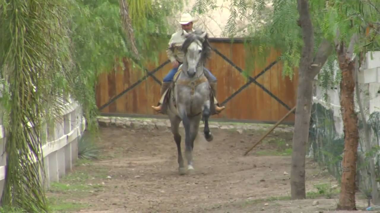 Vicente Fernandez - Mi Amigo El Tordillo- www.DavidySusCaballos.com - El Cascabel