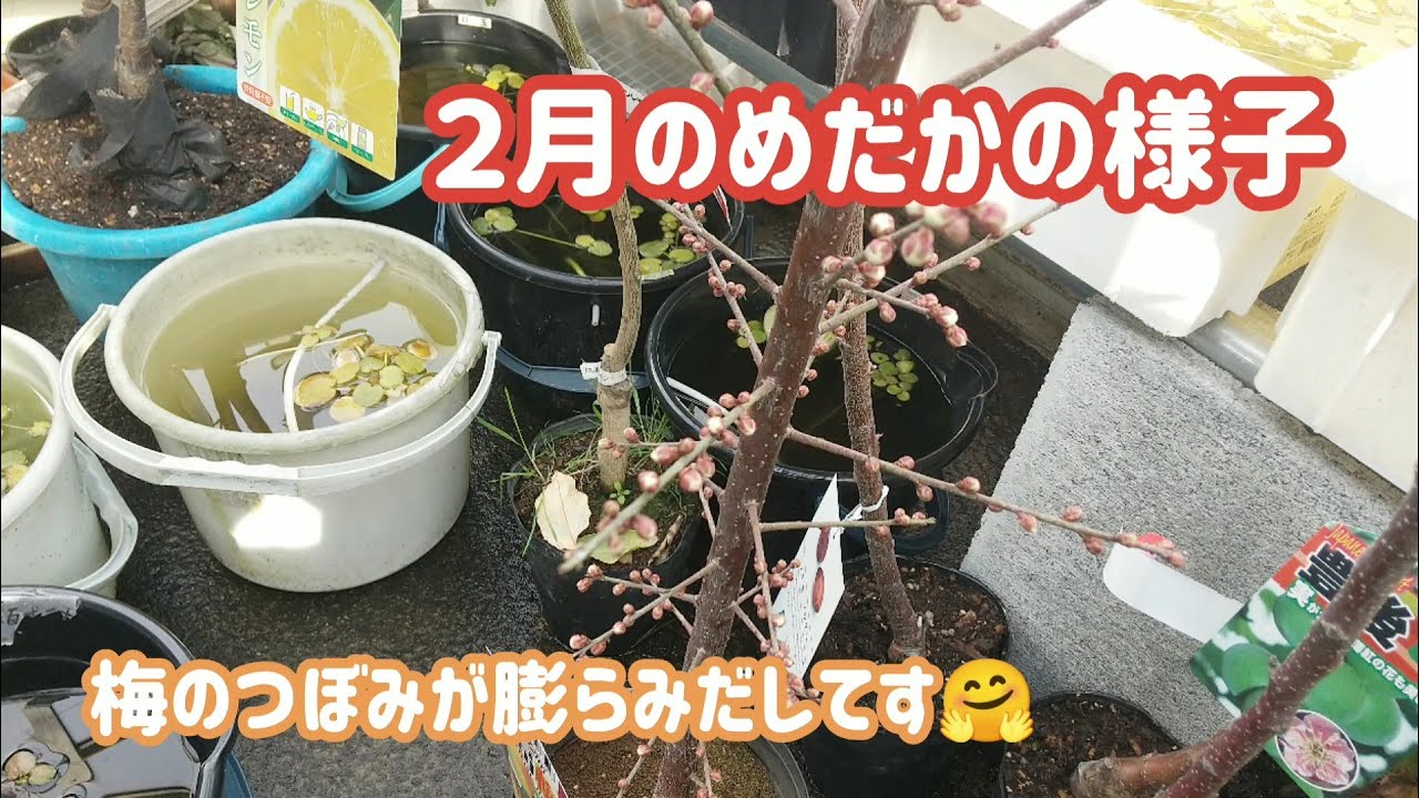 #550  ２月のめだかの様子