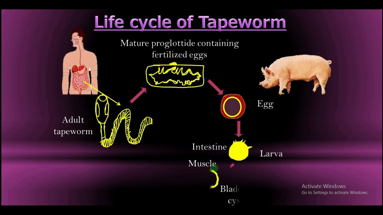 Life cycle of Tapeworm.