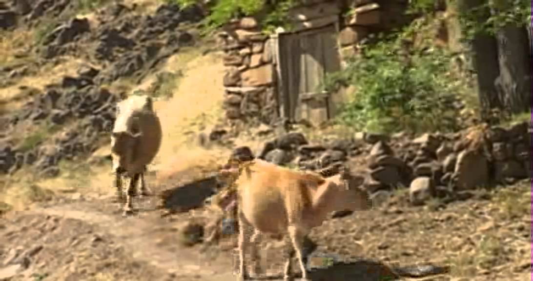 barane