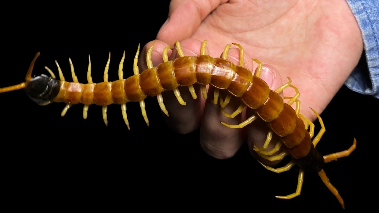 The biggest centipede in the USA