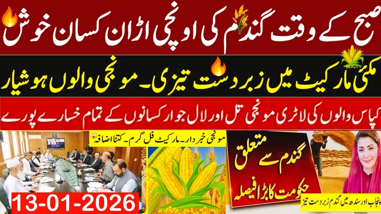 Today Wheat price in punjab//گندم کا ریٹ2026/munji makki till sarso/Galla mandi rate today 2026