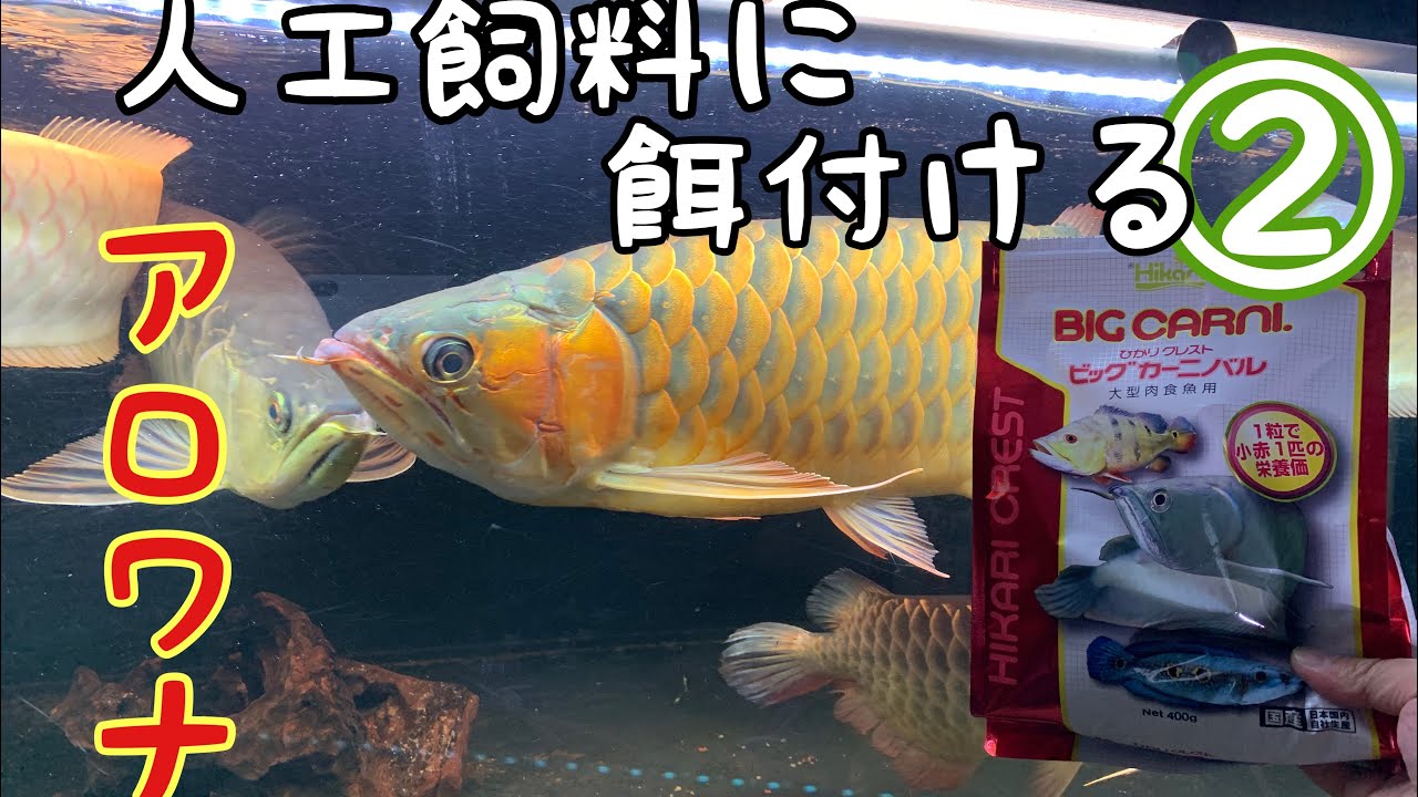 アロワナに人工飼料を餌付ける　INTE流餌付け　その➁