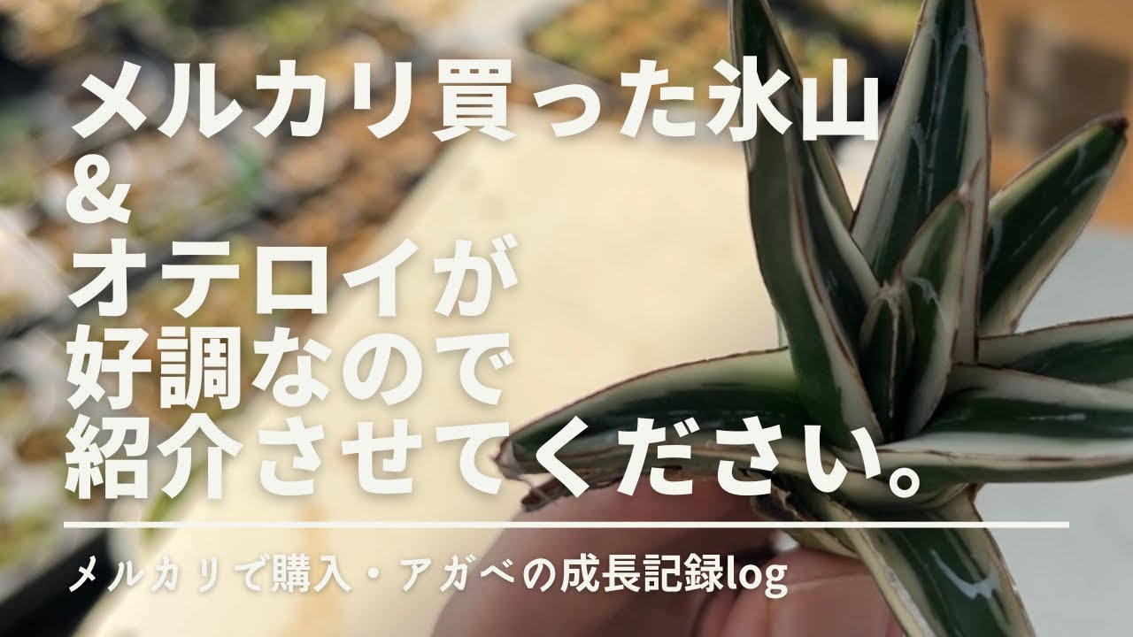 メルカリでアガベ【氷山】の根の管理！【オテロイ】が好調に育っている理由を考えてみた！