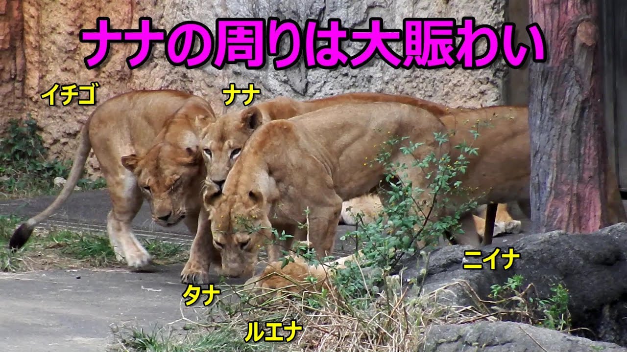 ナナの周りは大賑わい　Lion (ライオン)　多摩動物公園