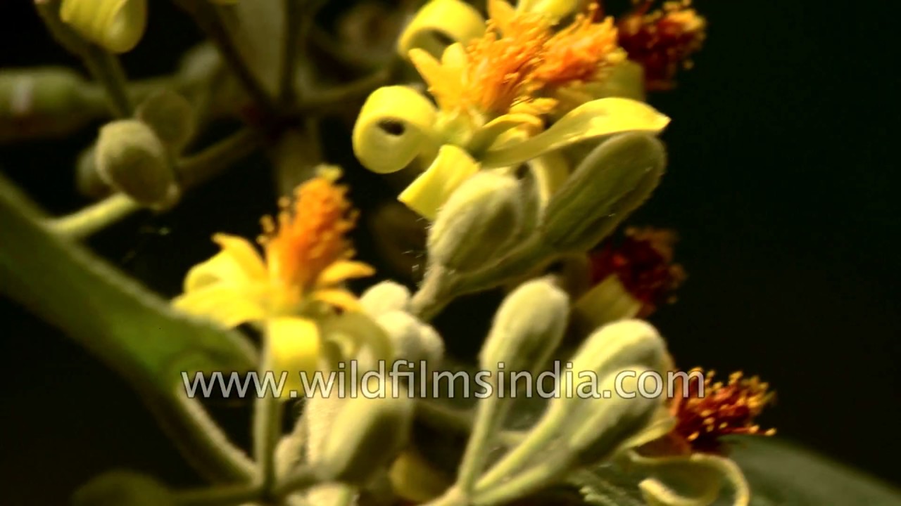 Phalsa flowers and Ratti seed pods in Delhi: May 2017