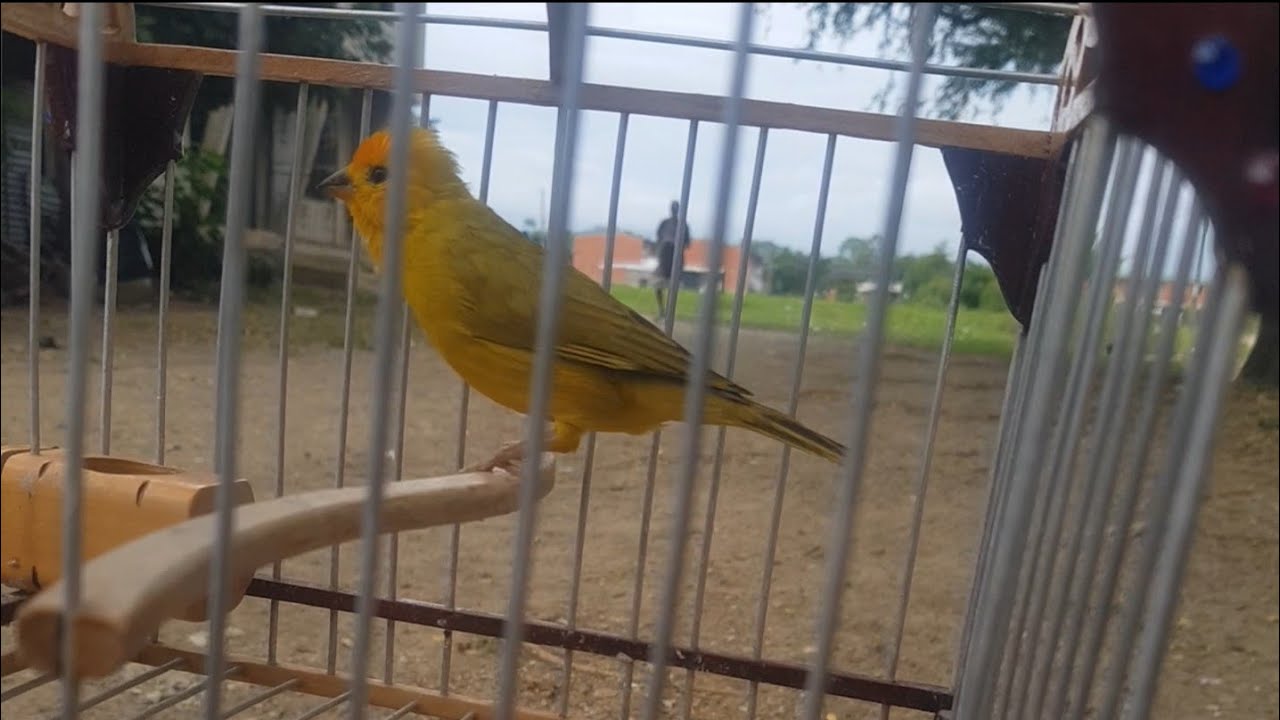 MI CANARIO CRIOLLO EL SANMIXTA🙊
