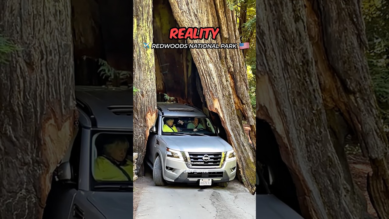 You Can Literally Drive Inside a Tree 😱