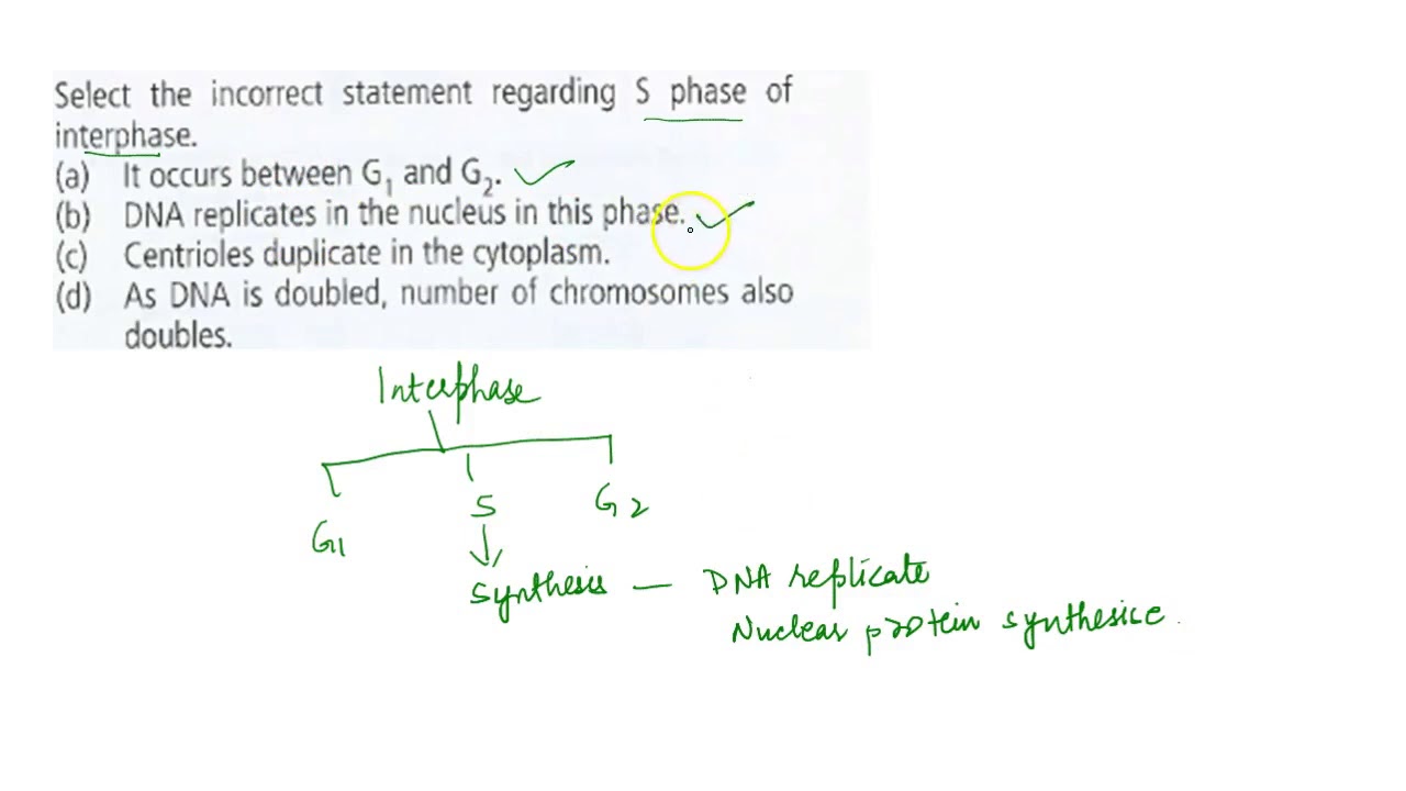 Select the incorrect statement regarding S phase of interphase.