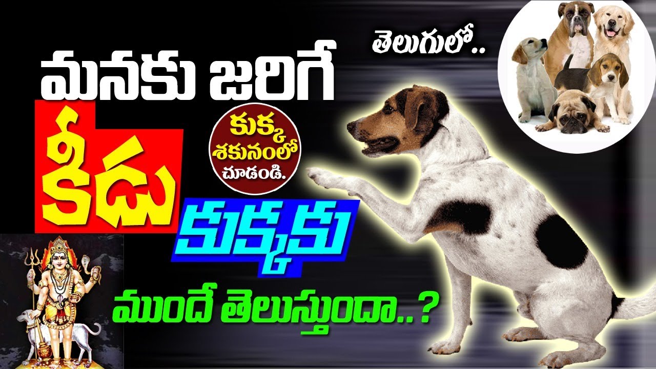 ఇంటి ముందు కుక్కలు ఇలాచేస్తే దానికి అర్థంఇదే | Unknown Facts About Dogs Will Shock Everyone@KSKHome