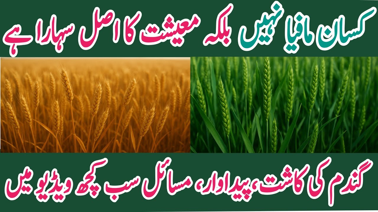 How Wheat Is Grown|Real Farmer Stories, Costs & Profits Explained|CSN INFO 