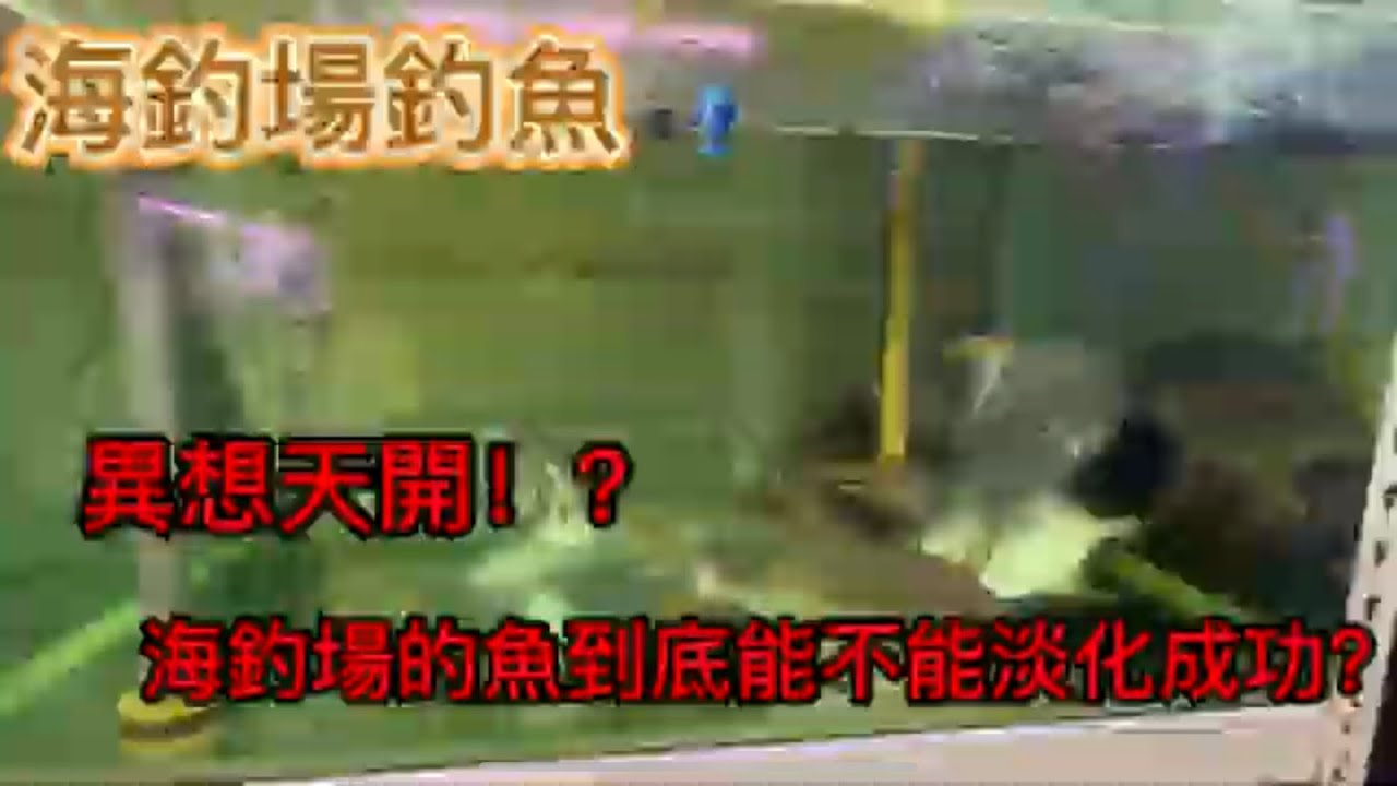 ｛海釣場釣魚🎣｝異想天開！？海釣場的魚到底能不能淡化#海釣場 #金昌 #淡化  #龍虎斑