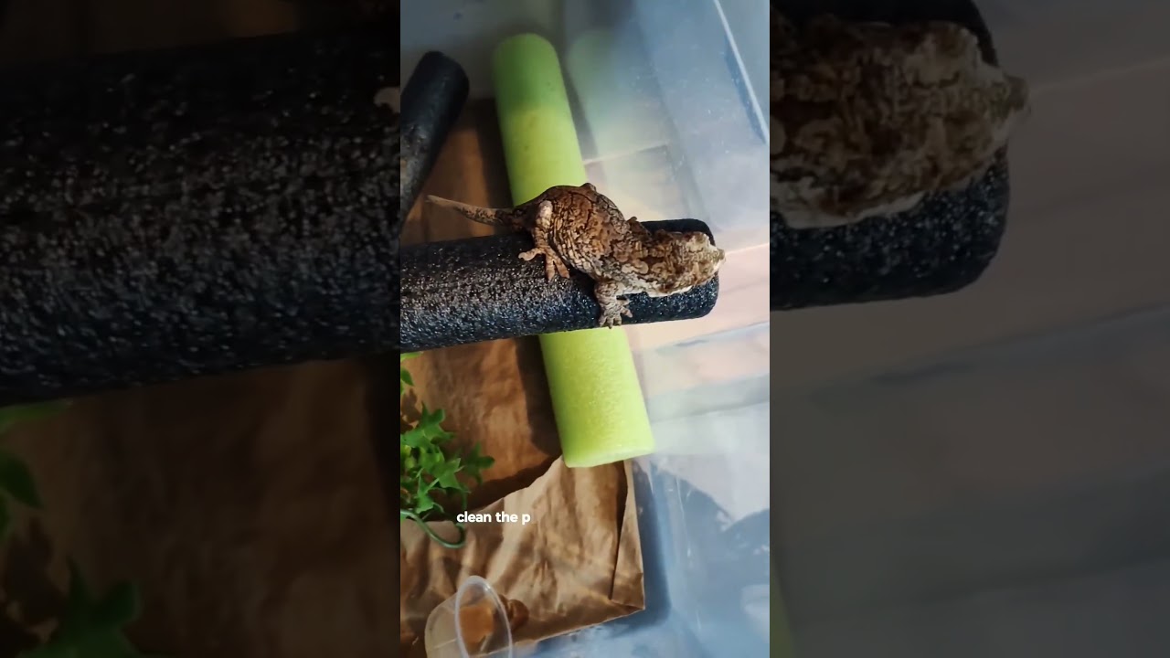 Everybody Wants To Be A Full Time Reptile Breeder Until...