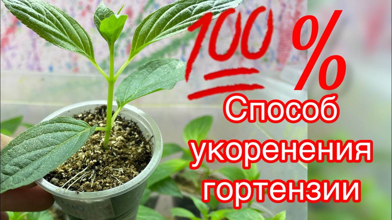 🪴Черенкование гортензии весной. 💯 Самый Удачный Способ🔥