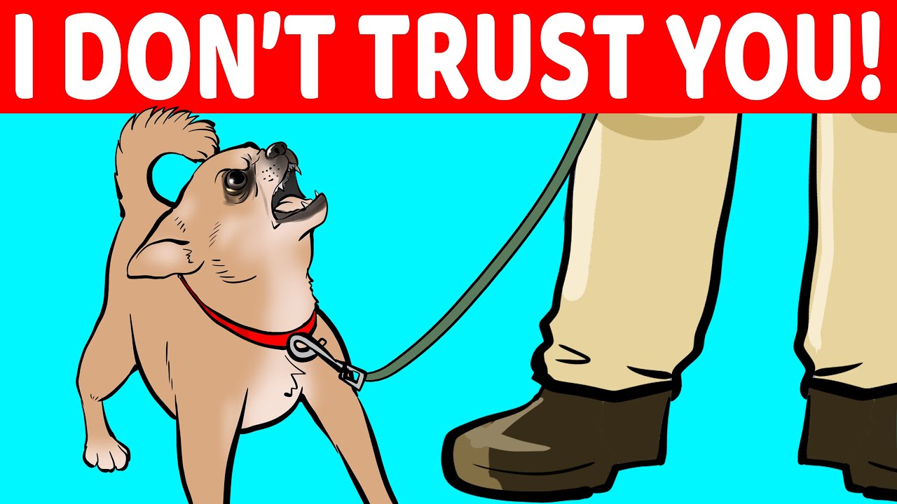 10 Signs Your Dog Doesn't Trust You