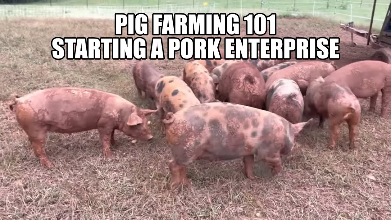 Pig Farming 101, Starting a Pork Enterprise