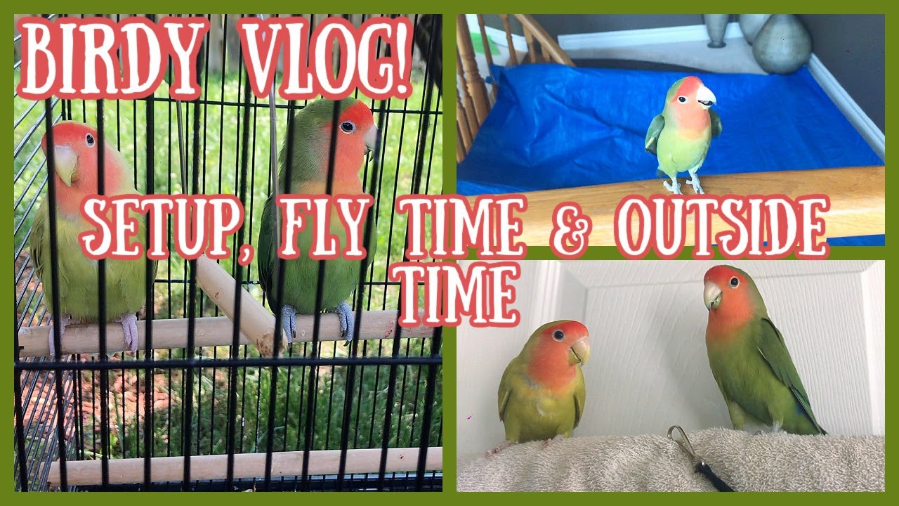 Birdy Vlog! | Setup, fly time and outside time | playing with my lovebirds