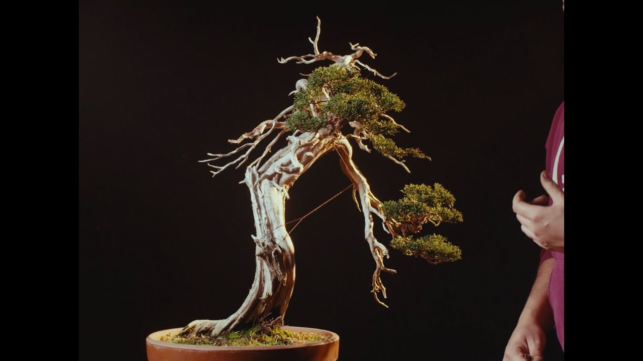 Full version: Kishu Juniper inspired by nature