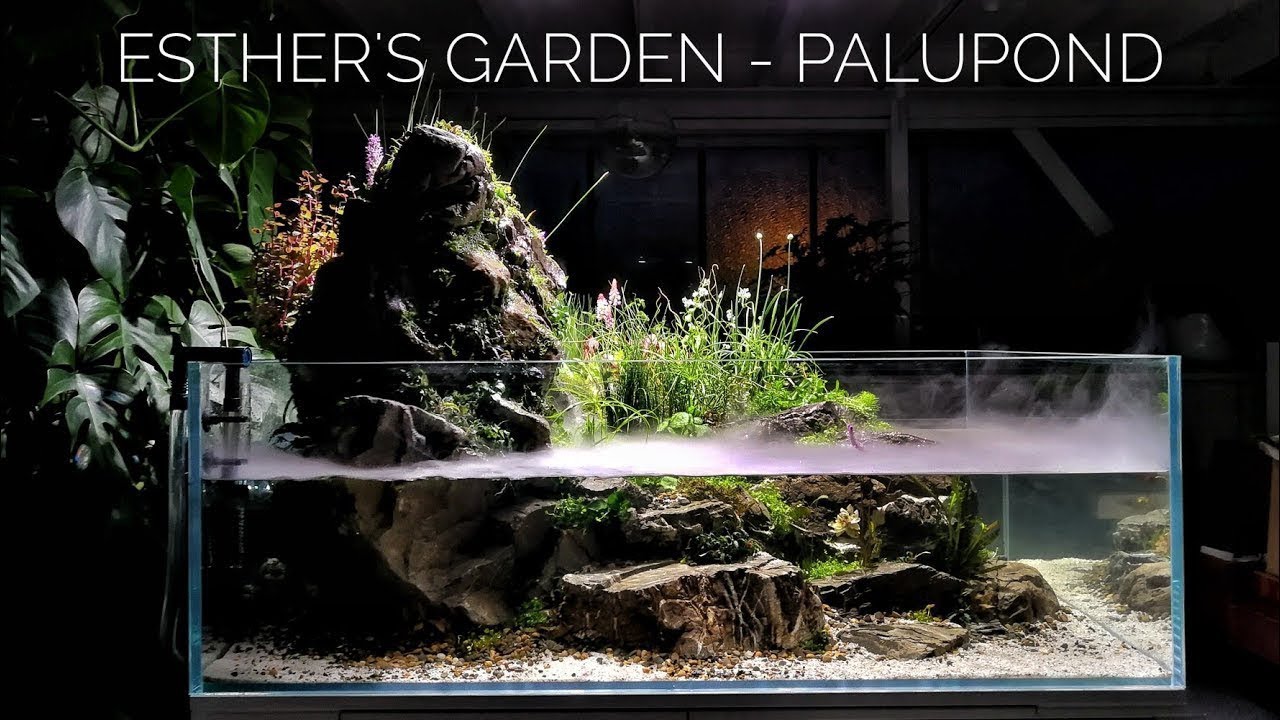 PALUPOND - WE CREATED OUR DREAM AQUARIUM!