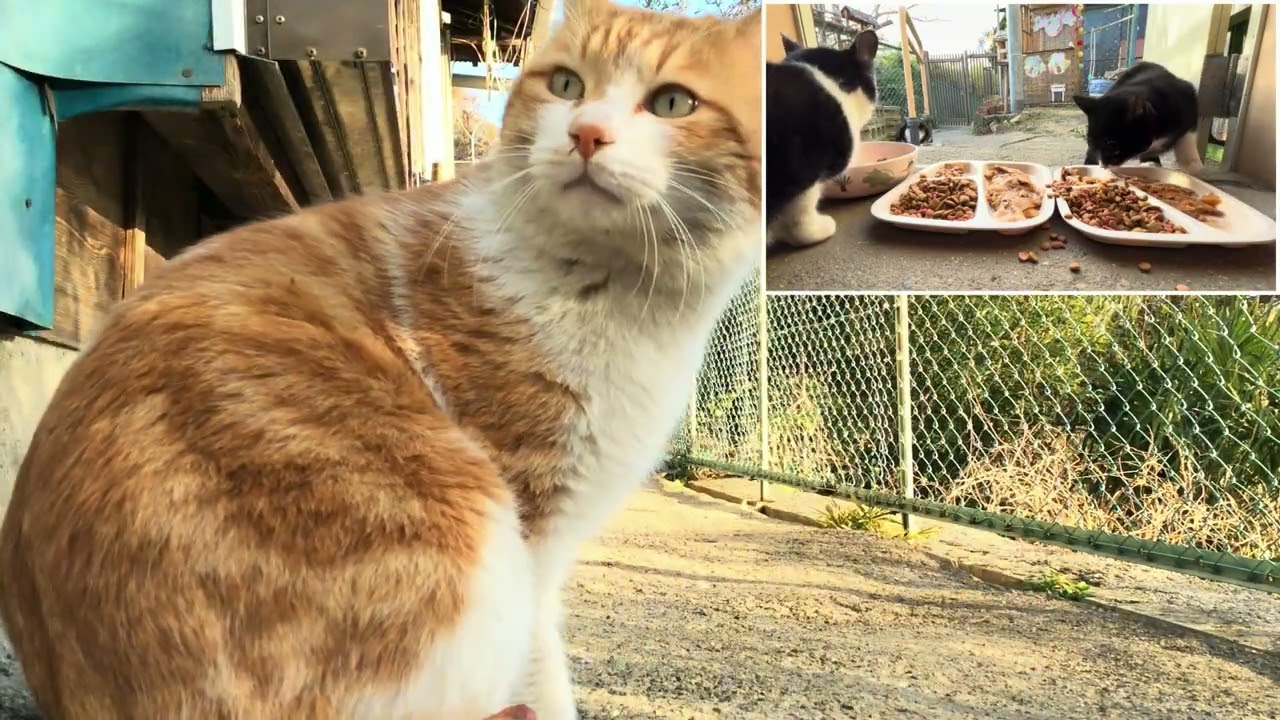 2026.01.31 野良子猫三兄弟の日常(ほぼカット無し2倍速)～自分だけずっとご飯出ない！そりゃ怒るよって解る全録～