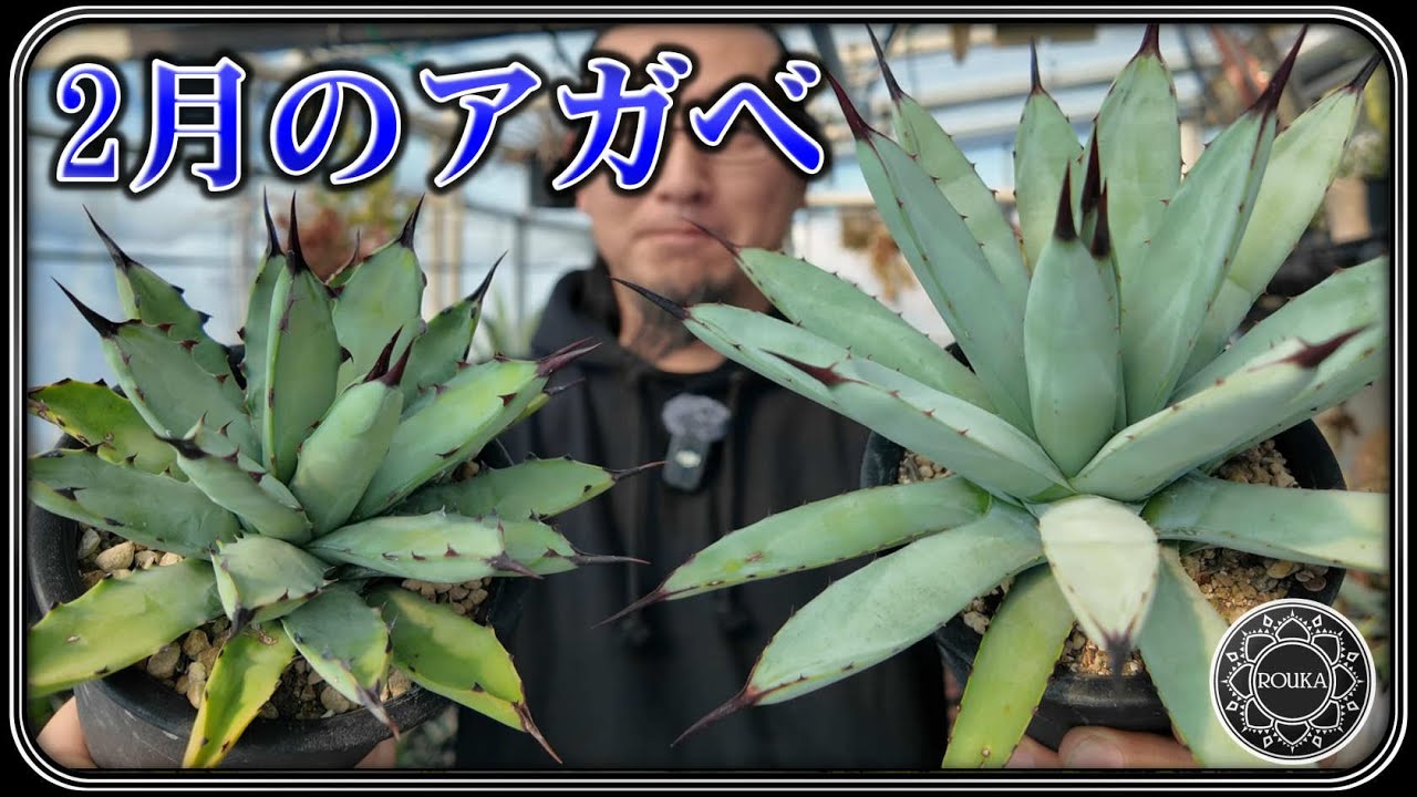 【アガベ】2月のアガベの様子と真冬の管理状況【多肉植物】【園芸】