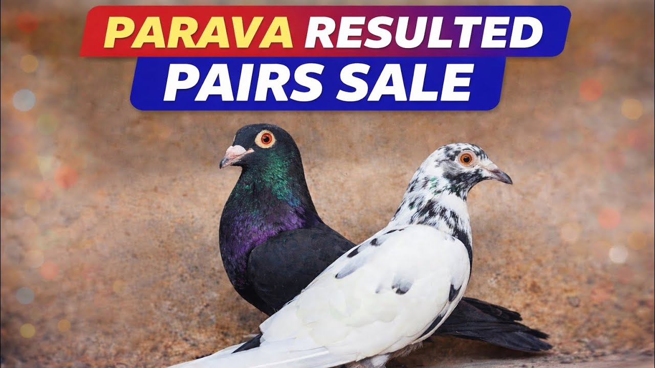 Parava resulted pair sale | 6374370483 | gaurenty pair sale | #pigeonsale #pigeon 
