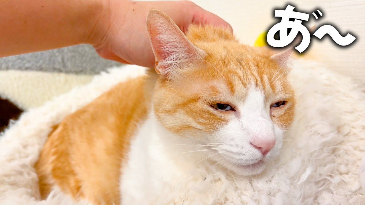 飼い主にマッサージをされてうっとりしちゃうネコ