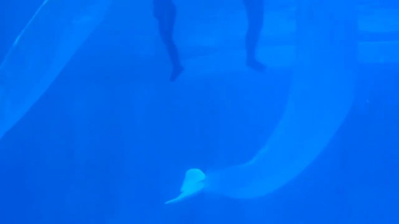 深圳盬田小梅沙海洋世界 20250511   Xiaomeisha Sea World, Yantian, Shenzhen 20250511