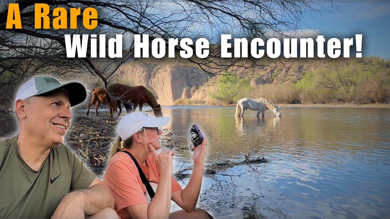 Magical Encounter with Arizona's Salt River Wild Horses | Tonto National Forest