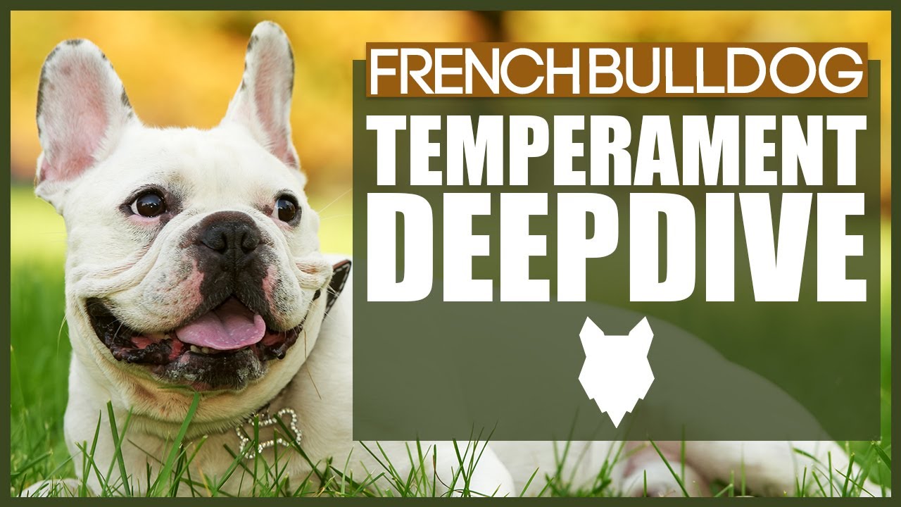 Everything You Need To Know - FRENCH BULLDOG TEMPERAMENT