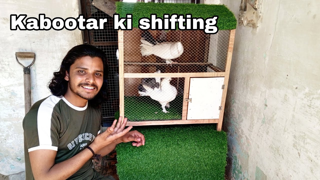 Finally kabootar ki shifting Kardi🕊️