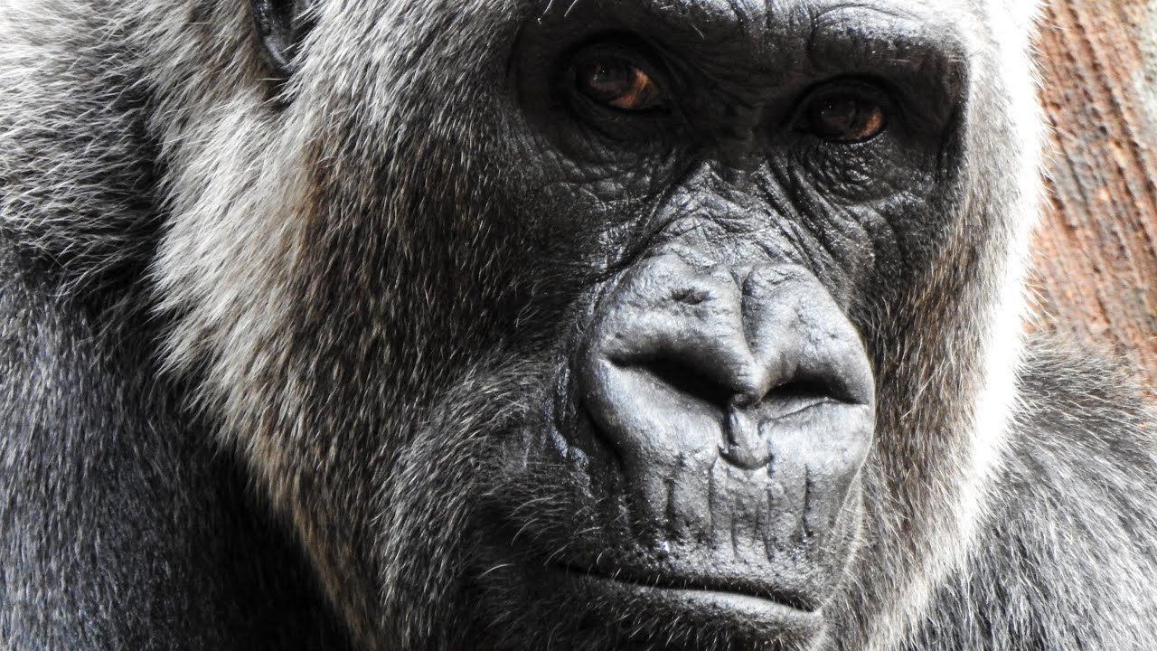 Nikon P900 2000mm UltraZoom Hands On Review Shooting at the Toronto Zoo - Pt2/2