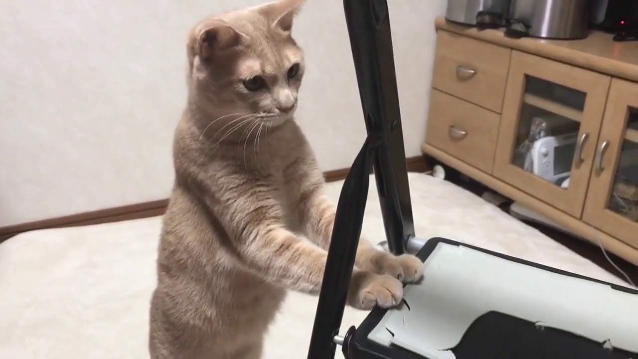 カメムシの臭いが手についた猫がおもしろい