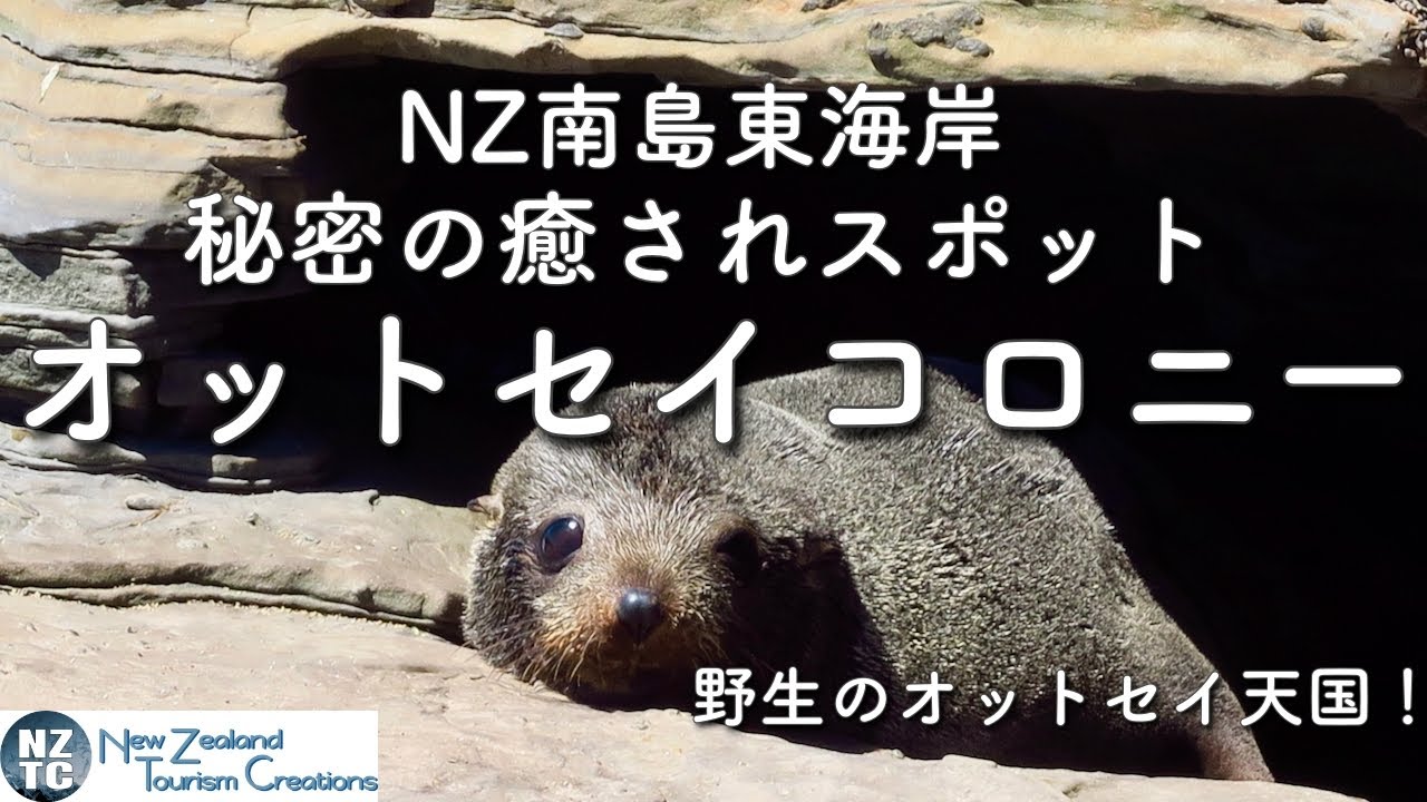 【個人旅行だから行けるシリーズ】ローカルだけが知っているオットセイの楽園へ