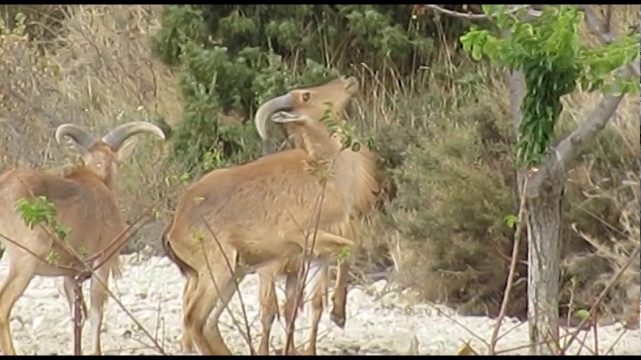 Vida y costumbres del arruí (Ammotragus lervia)