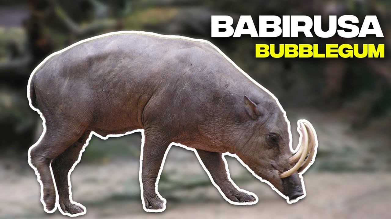 Unlocking the Secrets of Babirusa (AKA Deer-Pig): Fascinating Insights