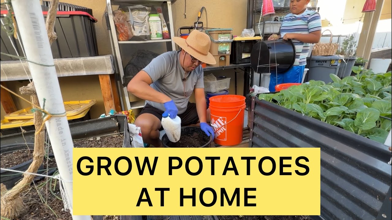 Container Potato Planting | Small Space Gardening