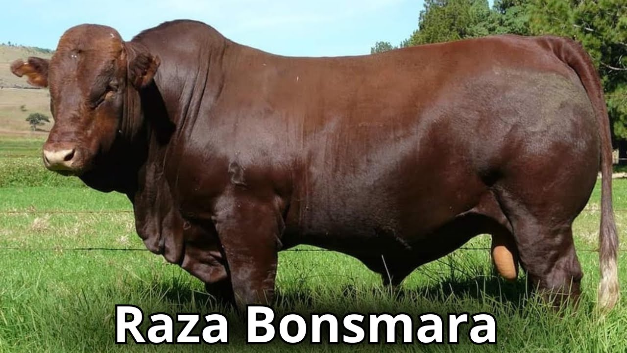 Raza de ganado Bonsmara: Hechos, usos, orígenes y características.