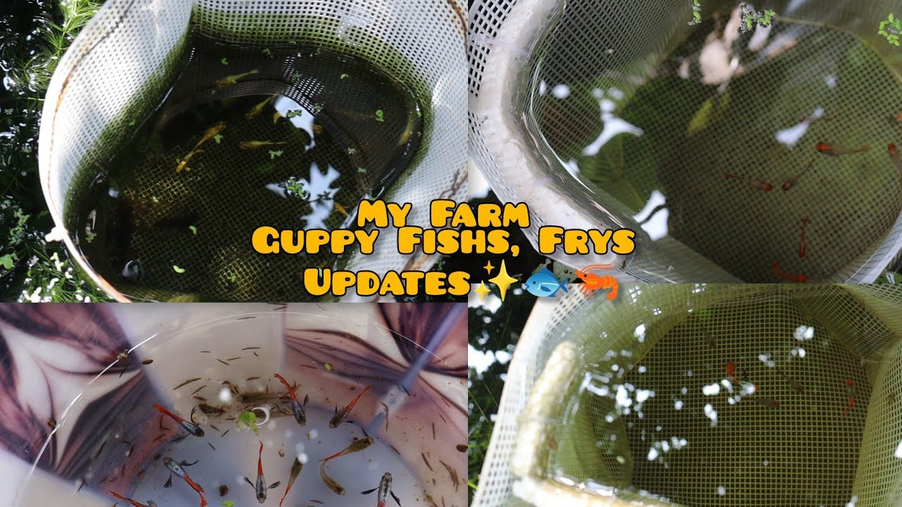 Farm Guppy Fishs, Frys Updates🐠🐟✨