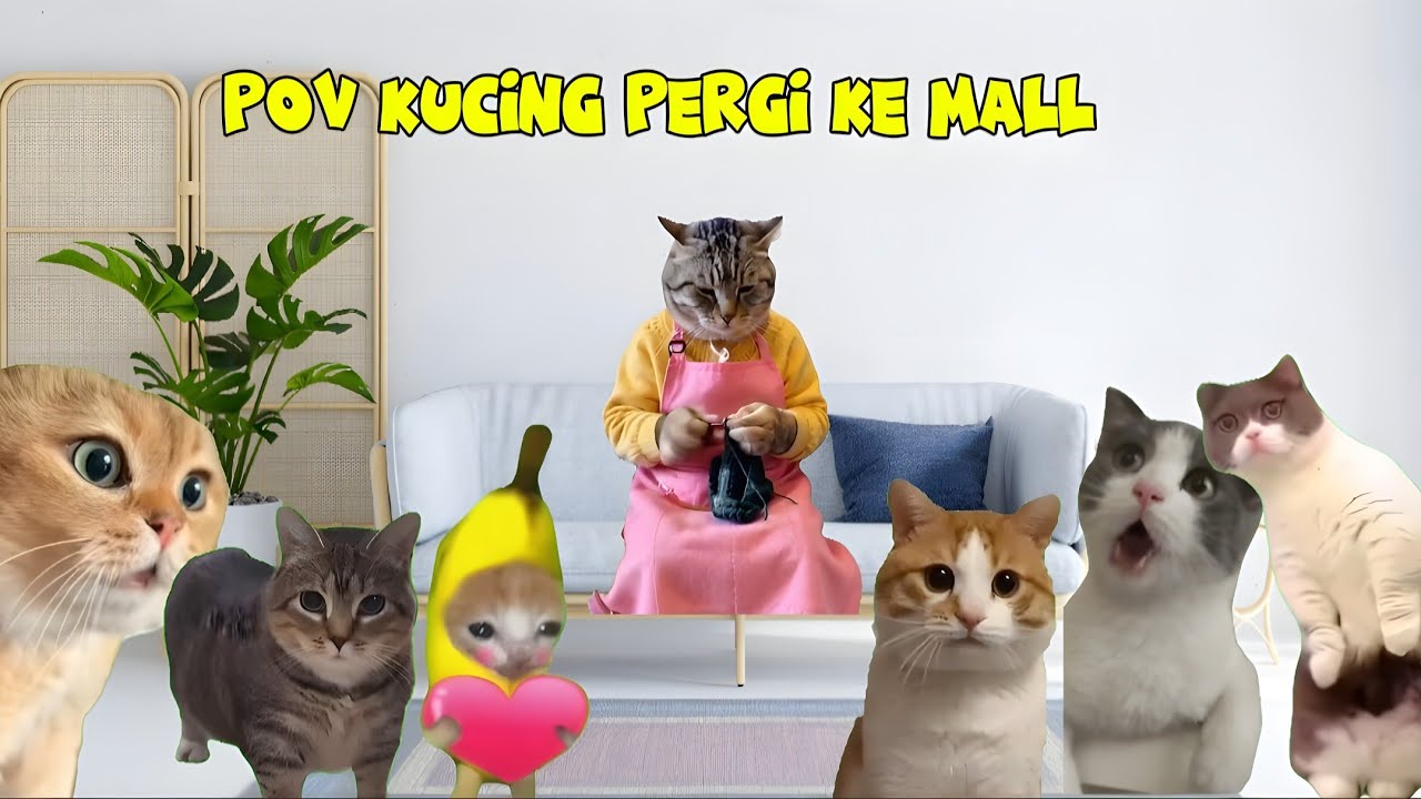 Pov Kucing Pergi ke Mall | meme kucing lucu 