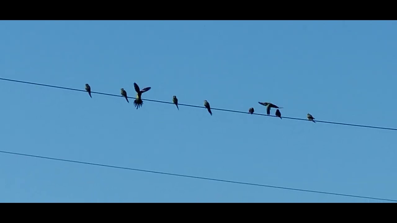 Spending time with friends 🦜🦜🦜