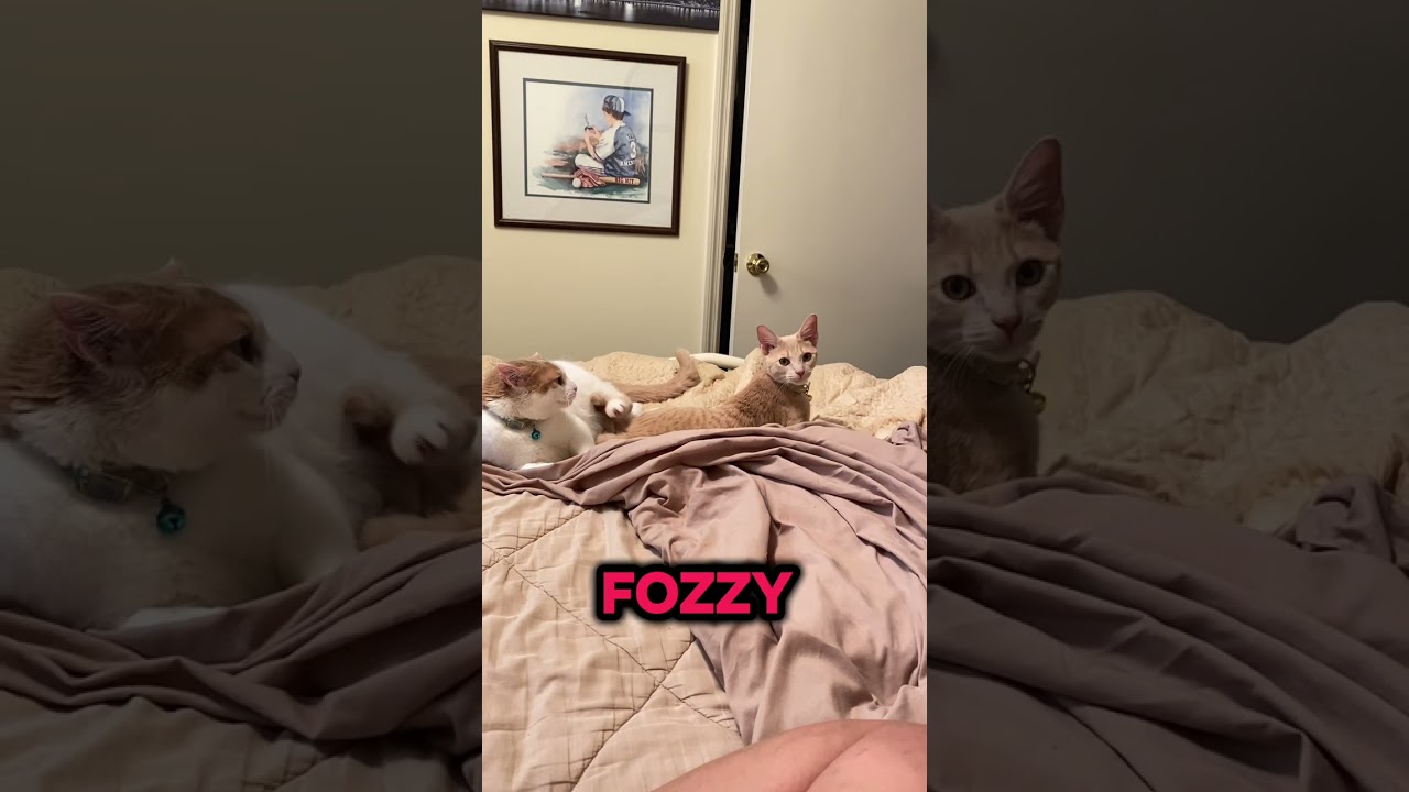 When making the bed can be so fun and exciting ❤️🐈😆 ( The 3 cats daily Zoomies ) #cat 