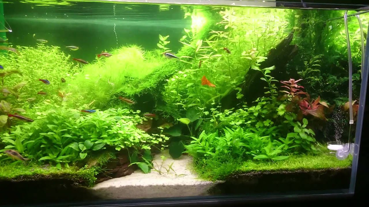 Dyfuzor CO2 : Spiek ceramiczny vs kostka lipowa